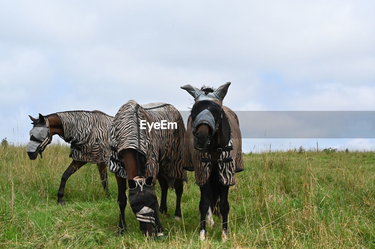 A herd of horses dressed with african style zebra pattern protection on field against sky