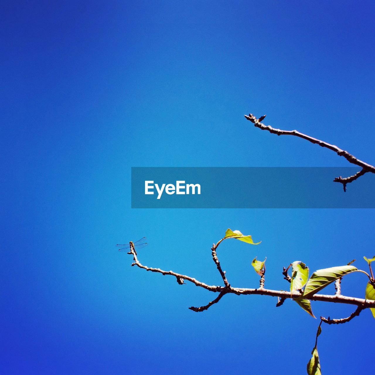 Low angle view of flowering plant against clear blue sky