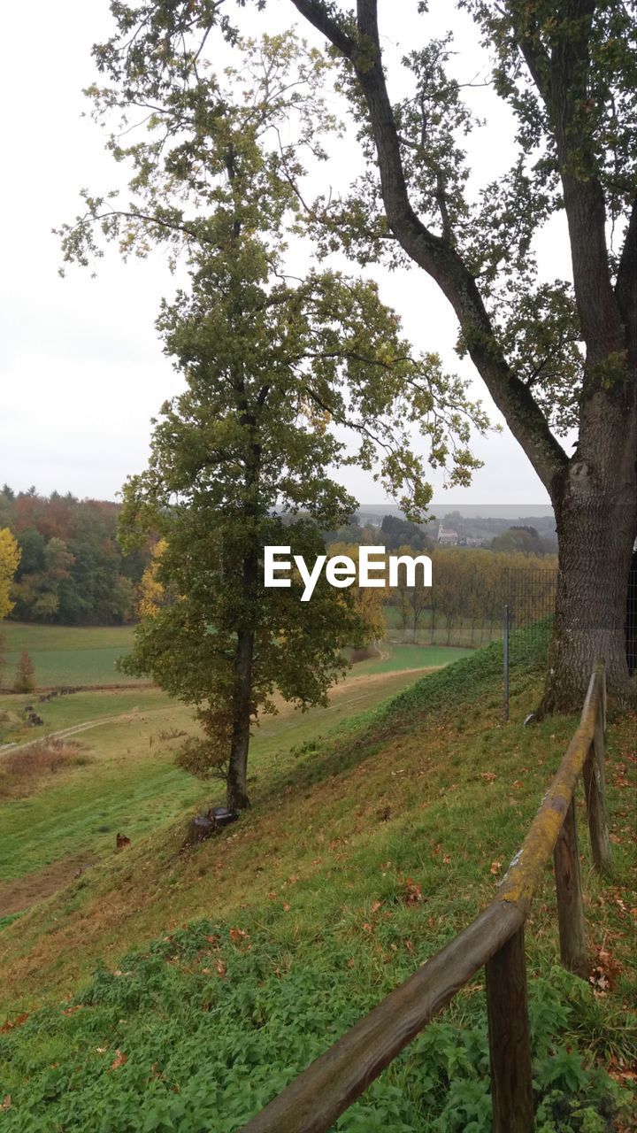 TREES ON FIELD