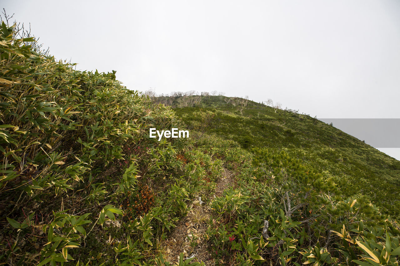 PLANTS GROWING ON LAND AGAINST SKY