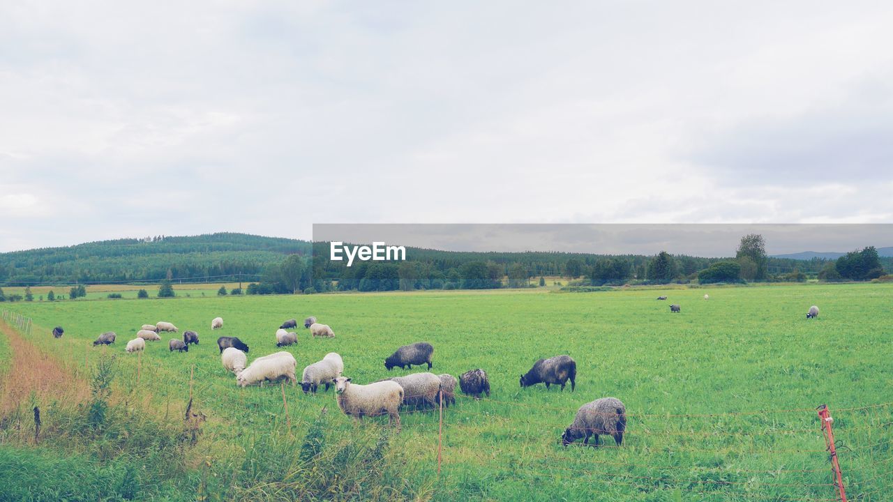 Sheep grazing on field against cloudy sky