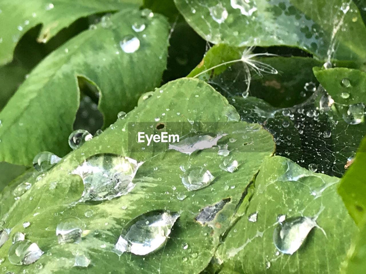 FULL FRAME SHOT OF WET LEAVES