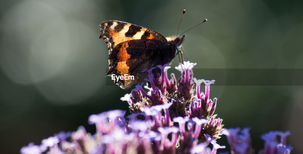 Close-up of butterfly pollinating on purple flowers