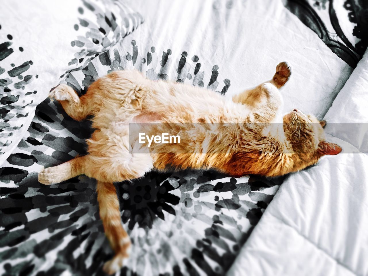High angle view of cat relaxing on bed