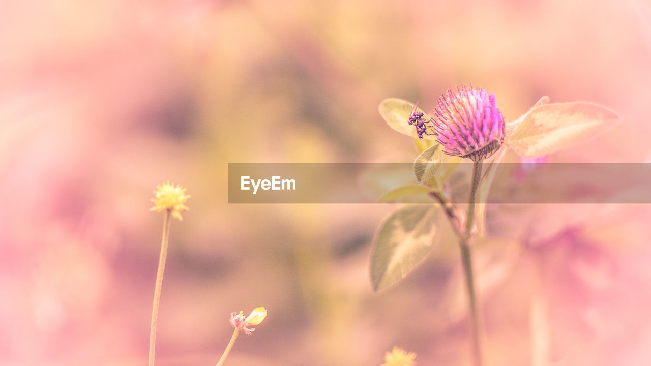 CLOSE-UP OF COSMOS FLOWERS BLOOMING OUTDOORS