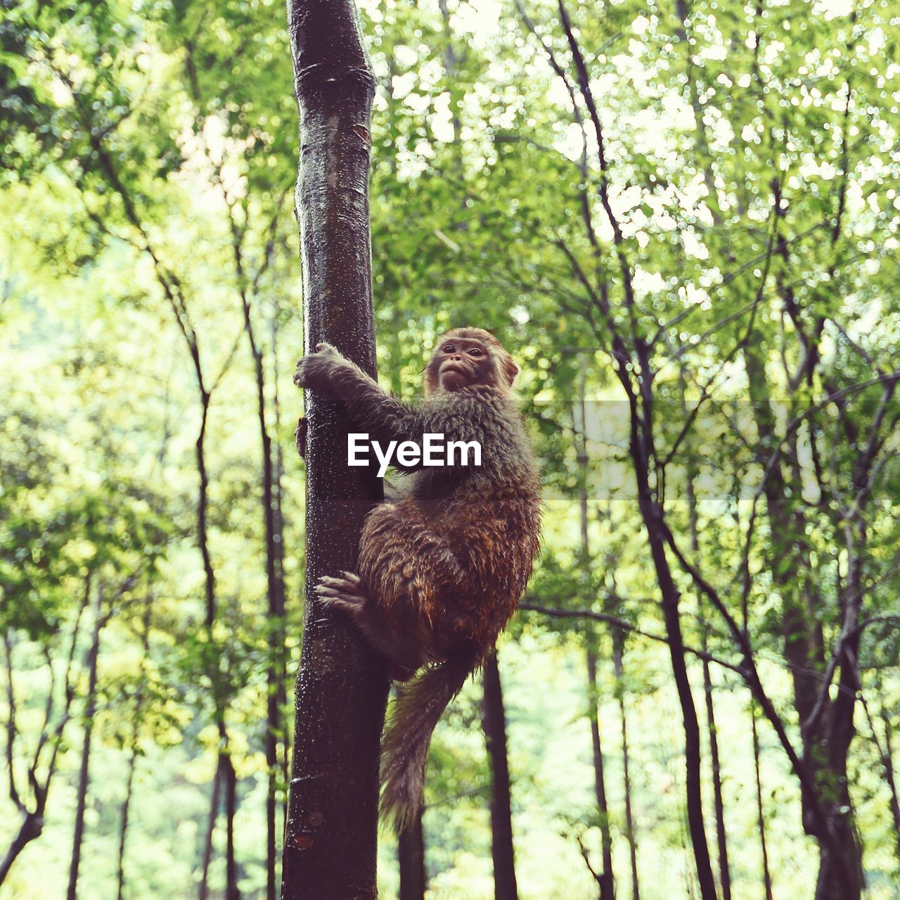 MONKEYS SITTING ON TREE TRUNK IN FOREST