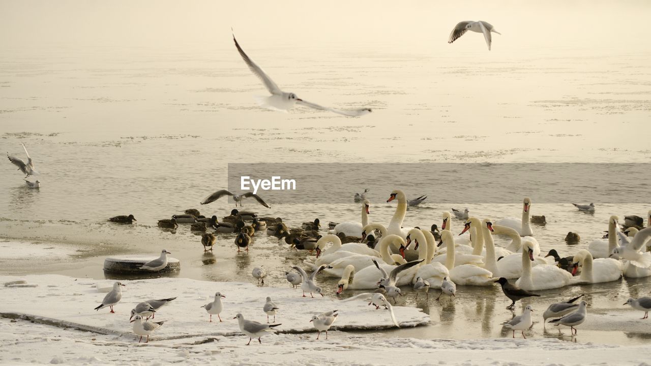 SEAGULLS FLYING OVER LAKE