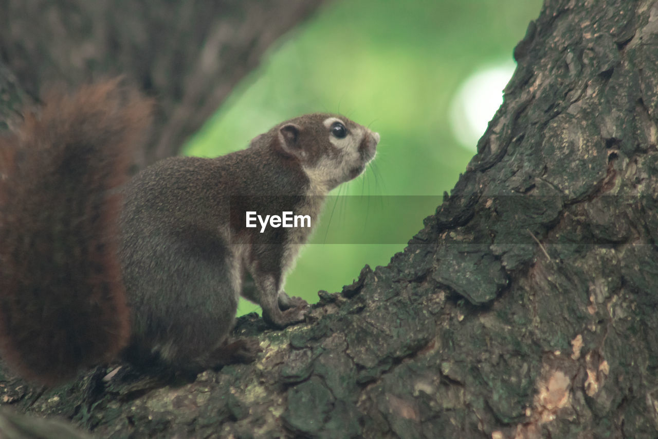 animal, animal themes, animal wildlife, wildlife, squirrel, mammal, one animal, tree, rodent, no people, tree trunk, nature, trunk, outdoors, plant, cute, side view, day, branch, whiskers, rock