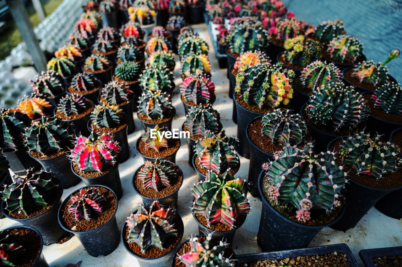 close-up of christmas decorations for sale