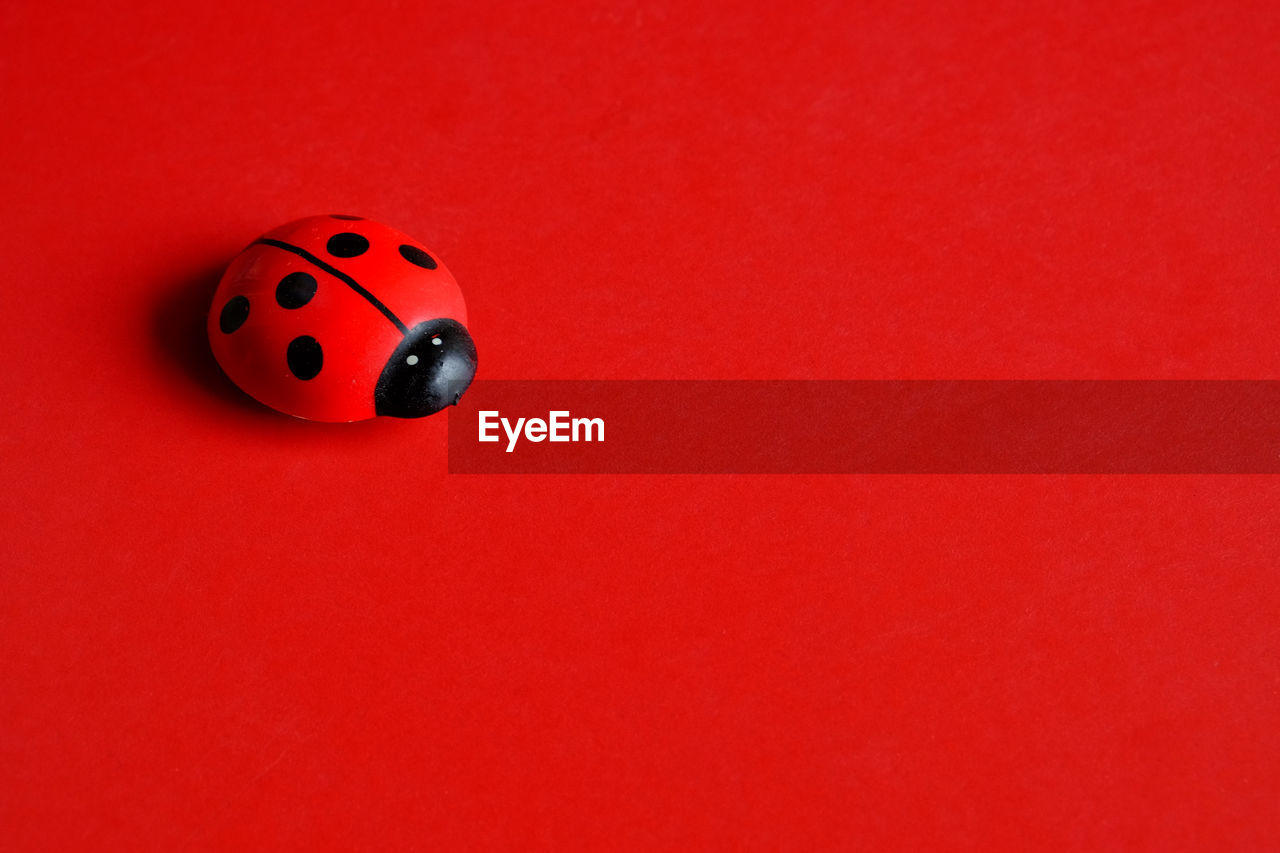 High angle view of ladybug magnet on red background