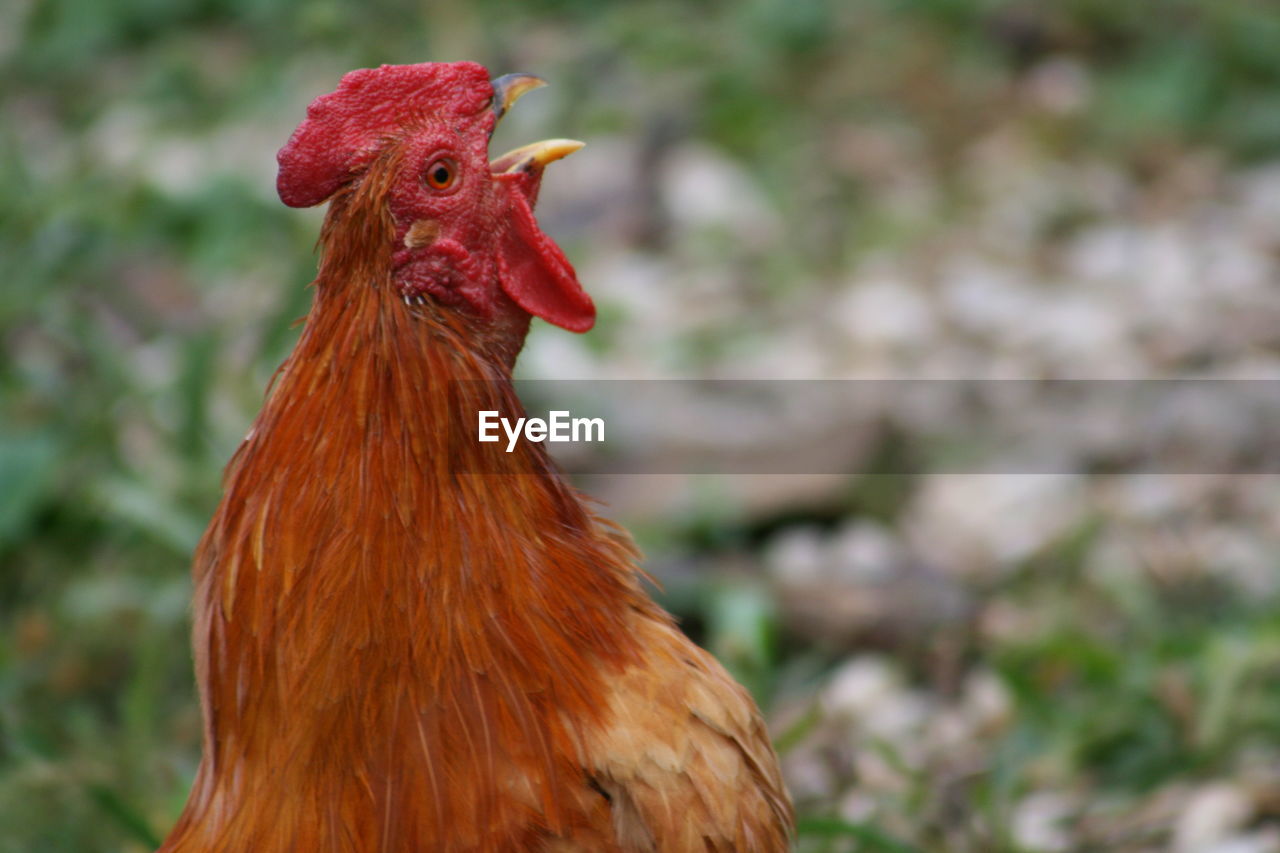 Close-up of rooster