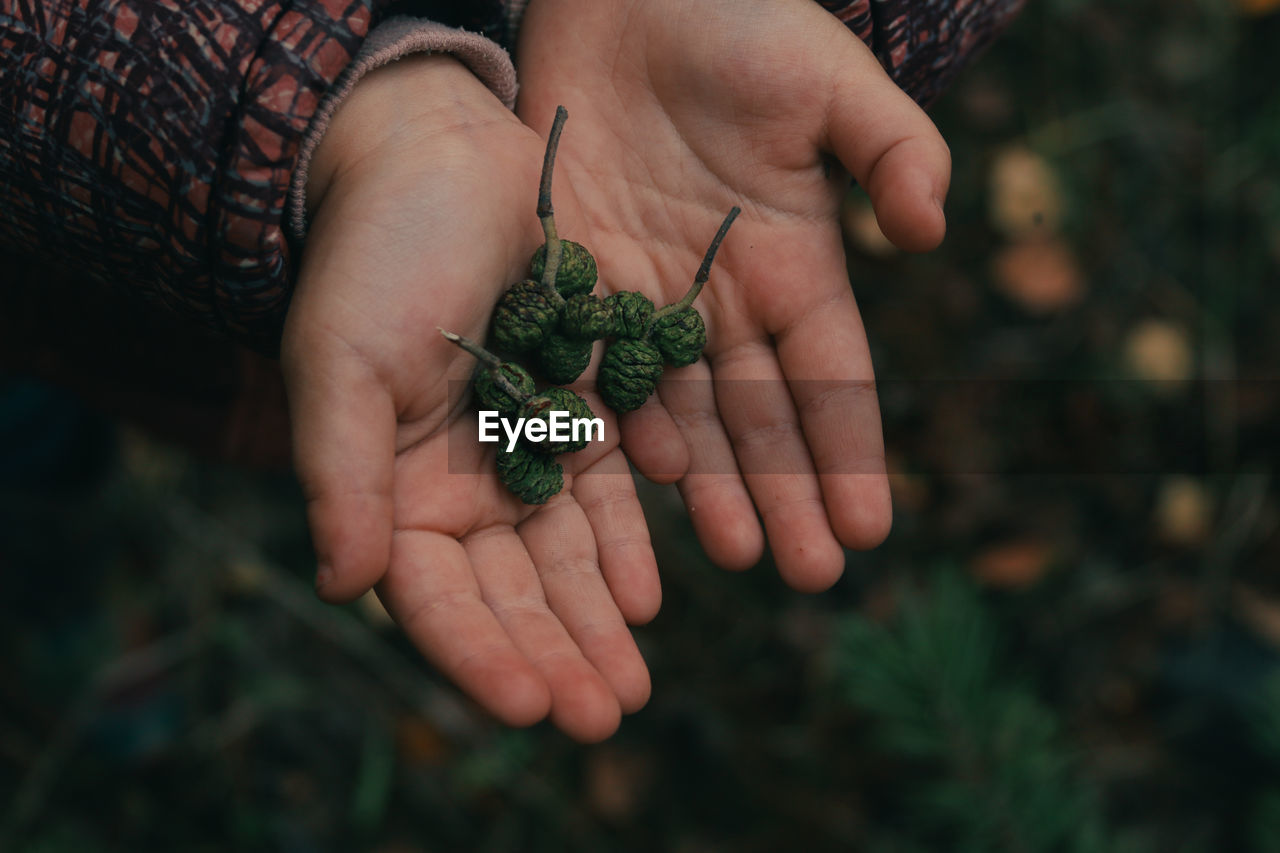 Cropped image of hand holding plant