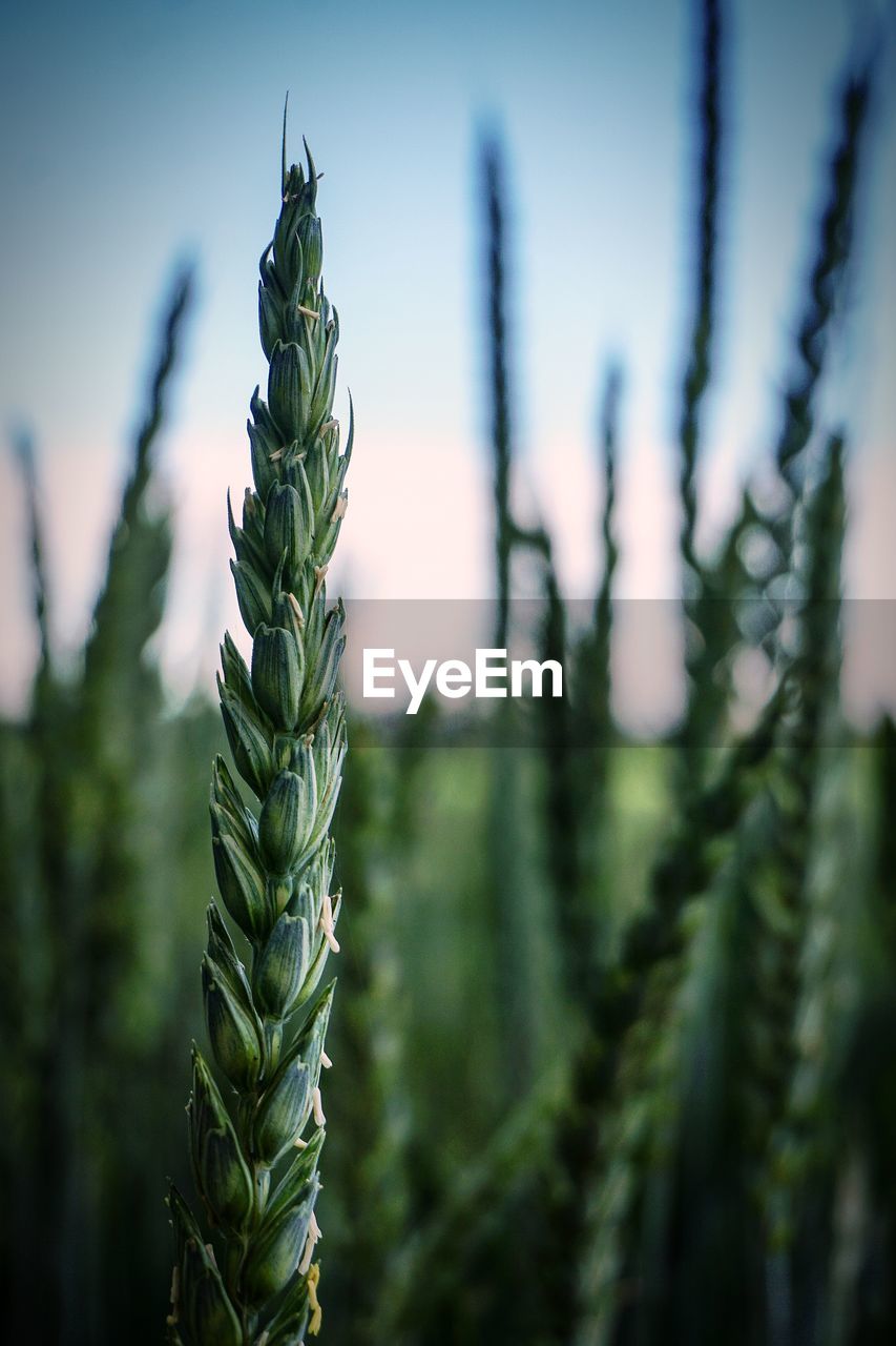 Grain ears field 