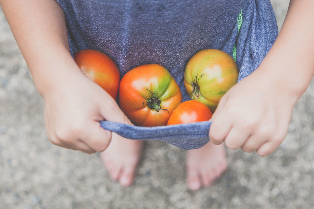 Close-up of child carrying harvested tomatoes