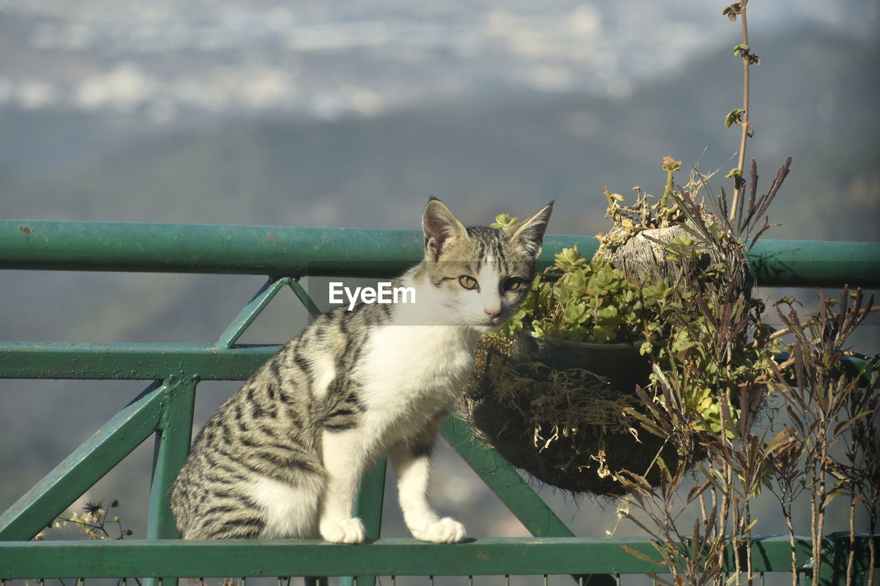 animal, animal themes, mammal, pet, one animal, cat, domestic animals, domestic cat, feline, whiskers, felidae, no people, small to medium-sized cats, nature, grass, sitting, portrait, day, plant, railing, looking at camera, outdoors