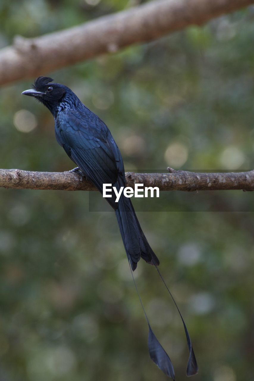 Close-up of bird perching on branch