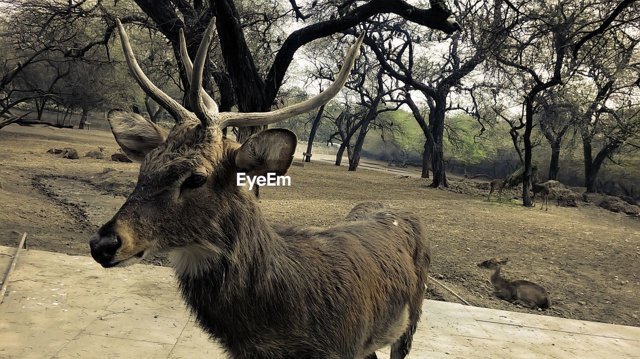 Deer on field at zoo