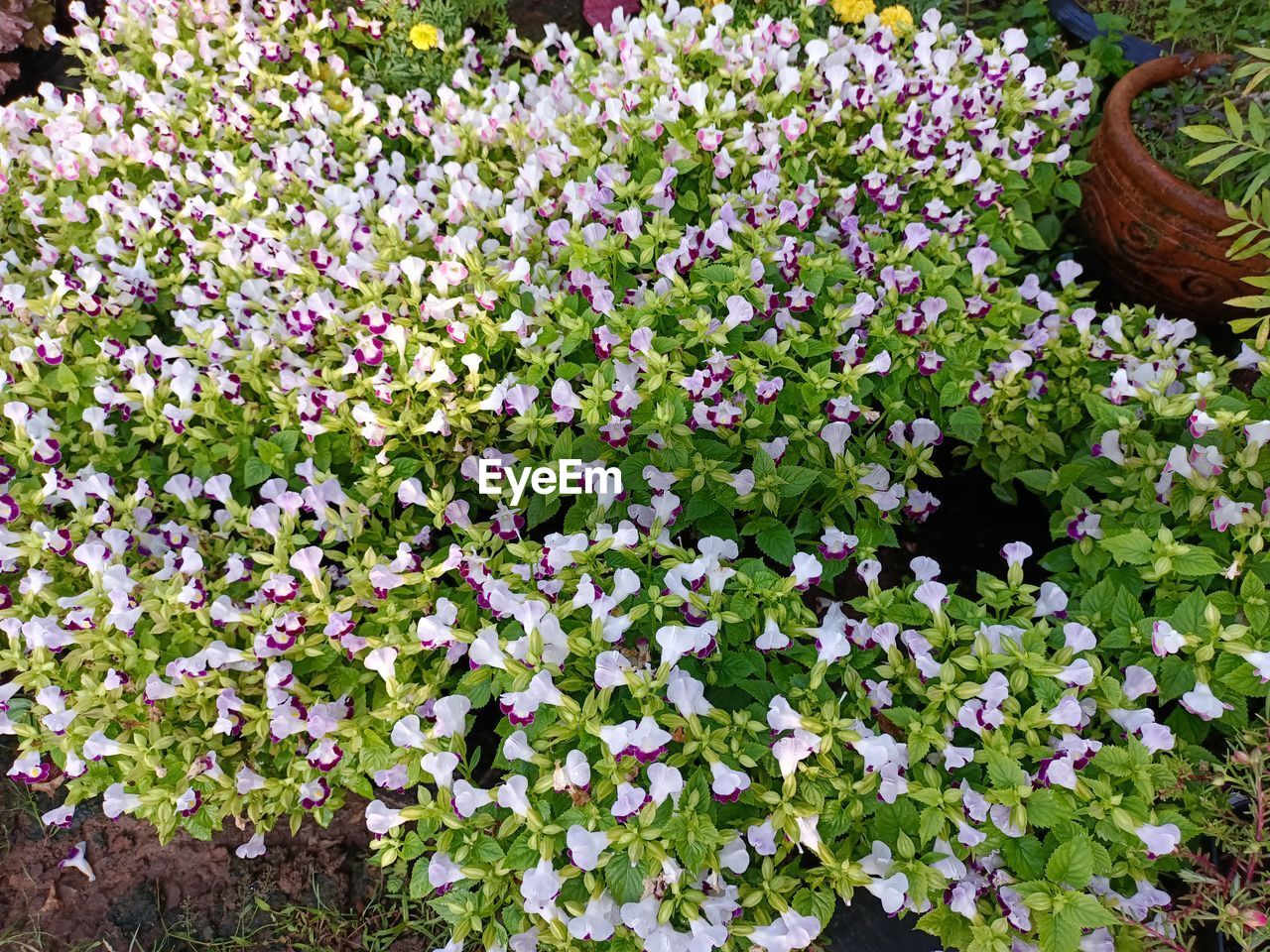 Torenia Flower Head Flower Springtime Petal Field Blooming Plant