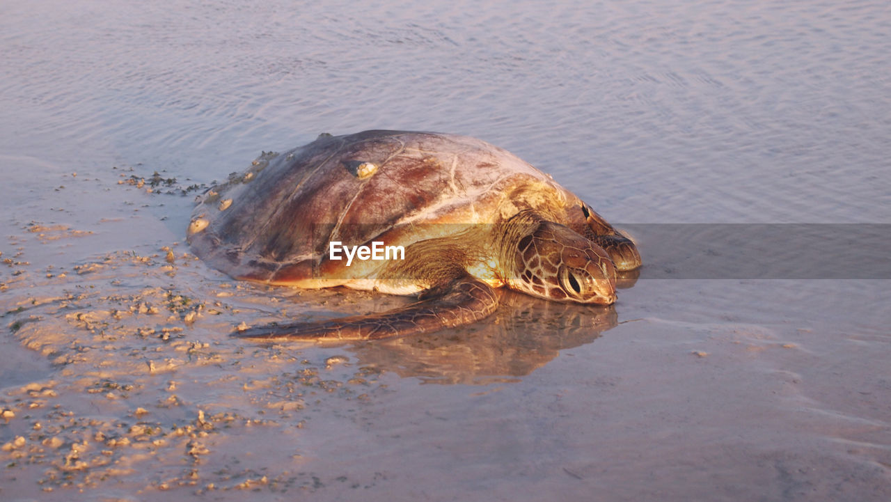 CLOSE-UP OF TURTLE ON BEACH