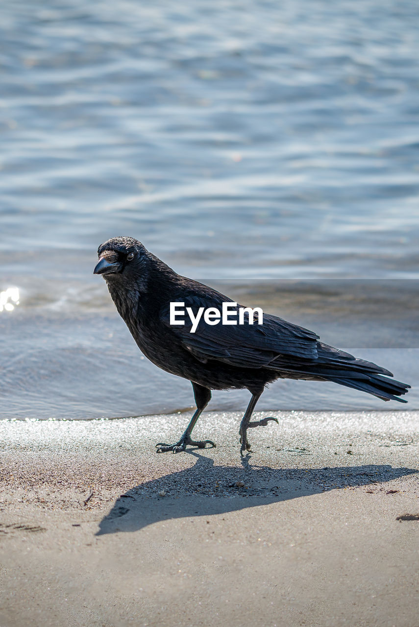 BIRD ON A BEACH