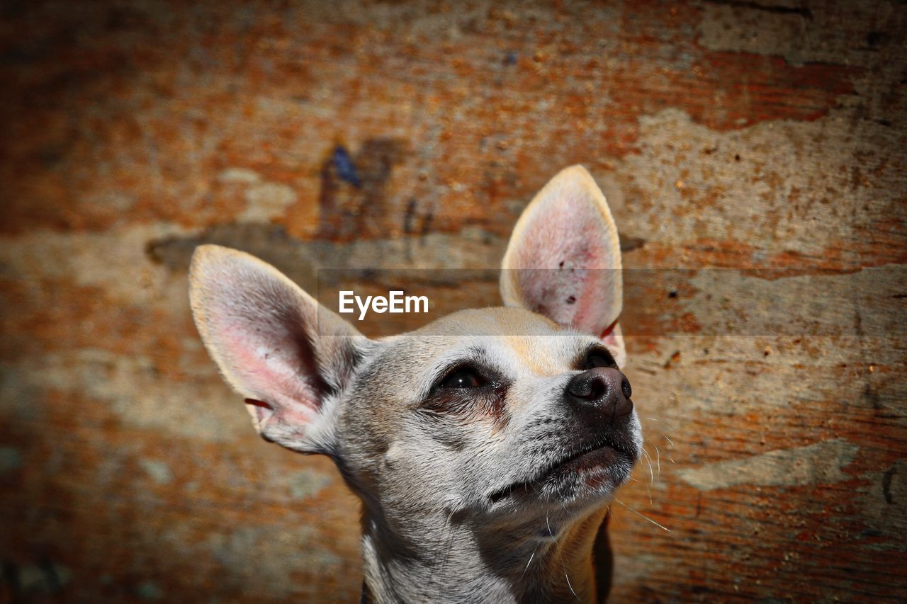 Close-up of chihuahua looking up against wall
