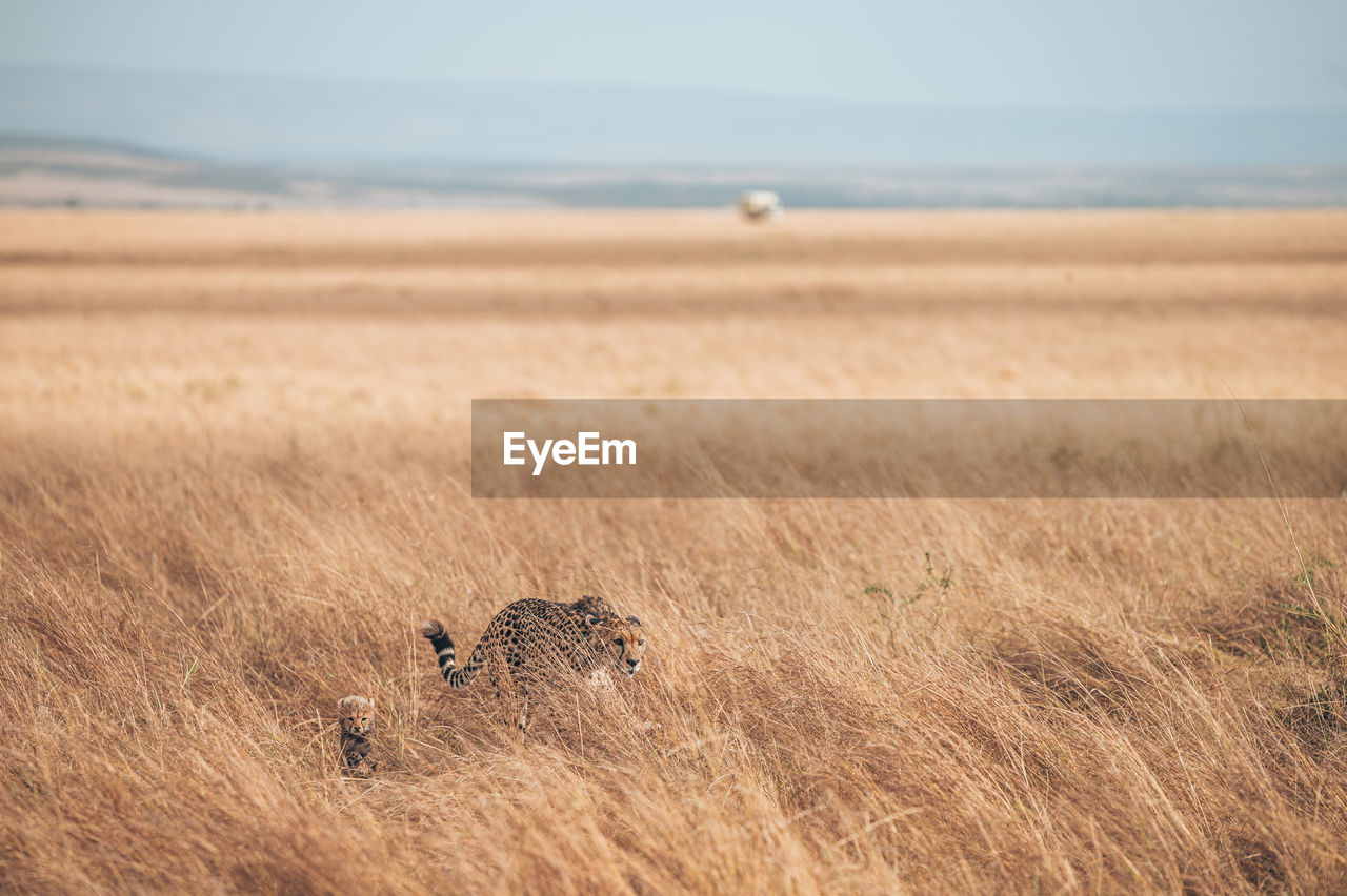 View of cat on field