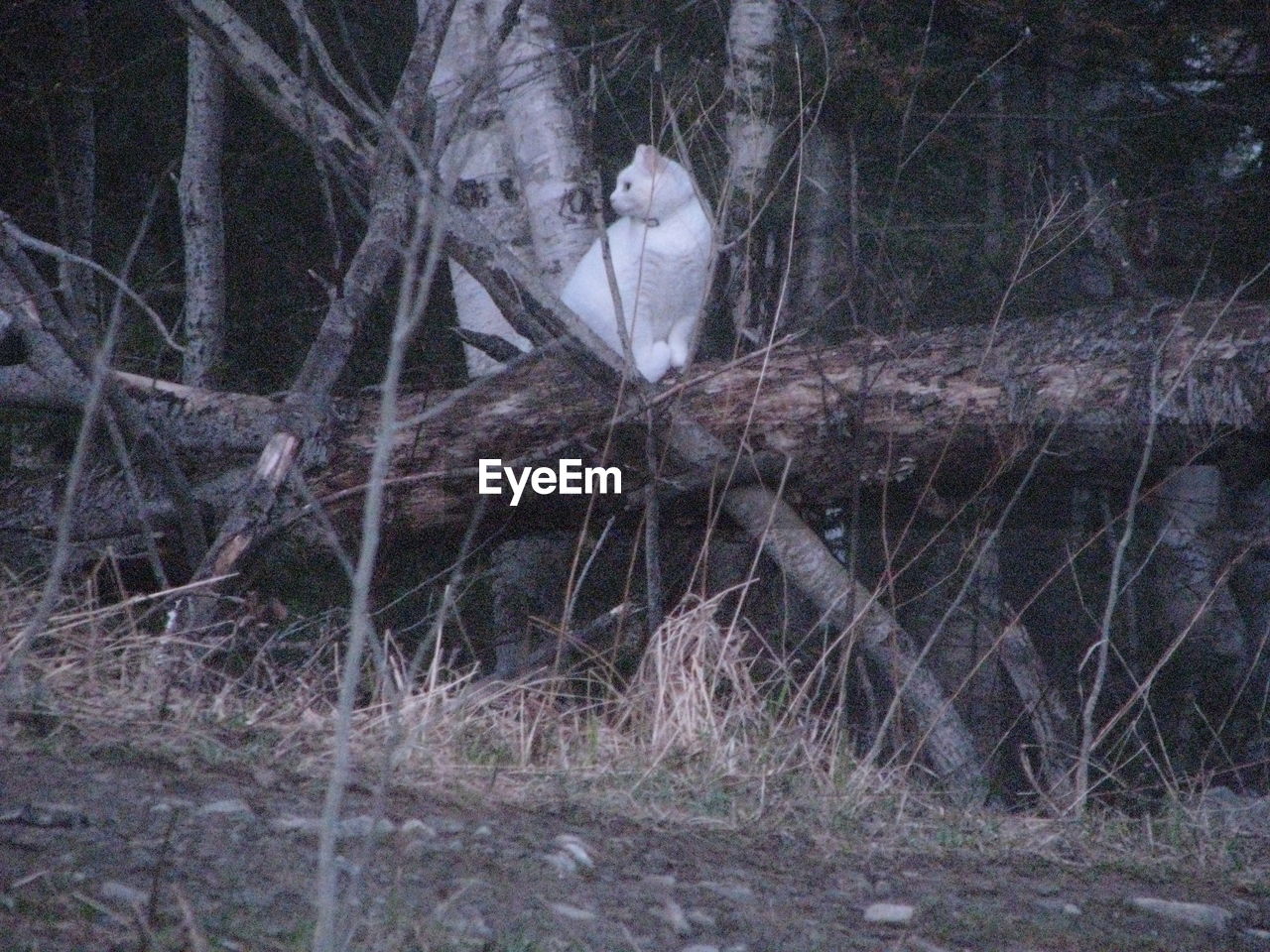 BIRD ON TREE IN FOREST