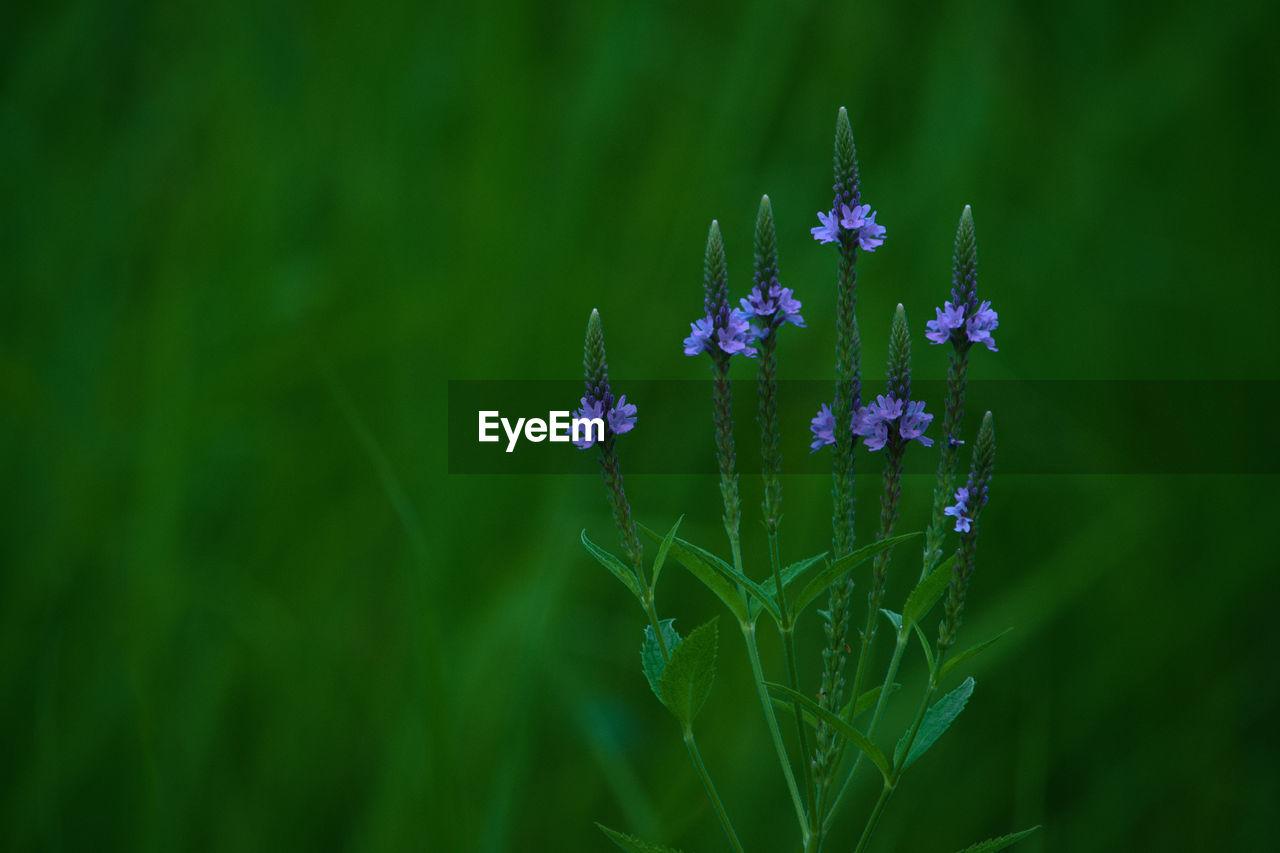 Close-up of purple flowering plants