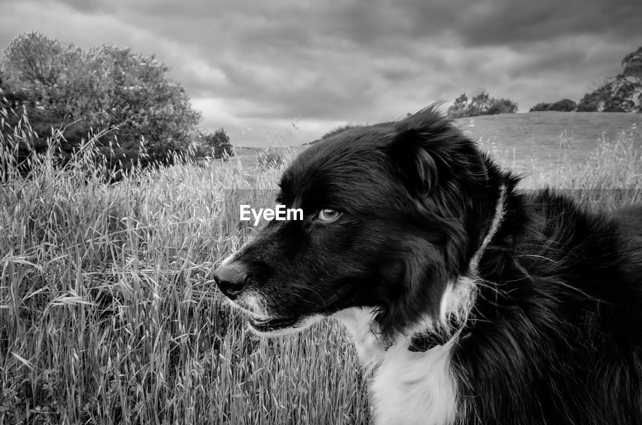 DOG ON FIELD AGAINST SKY