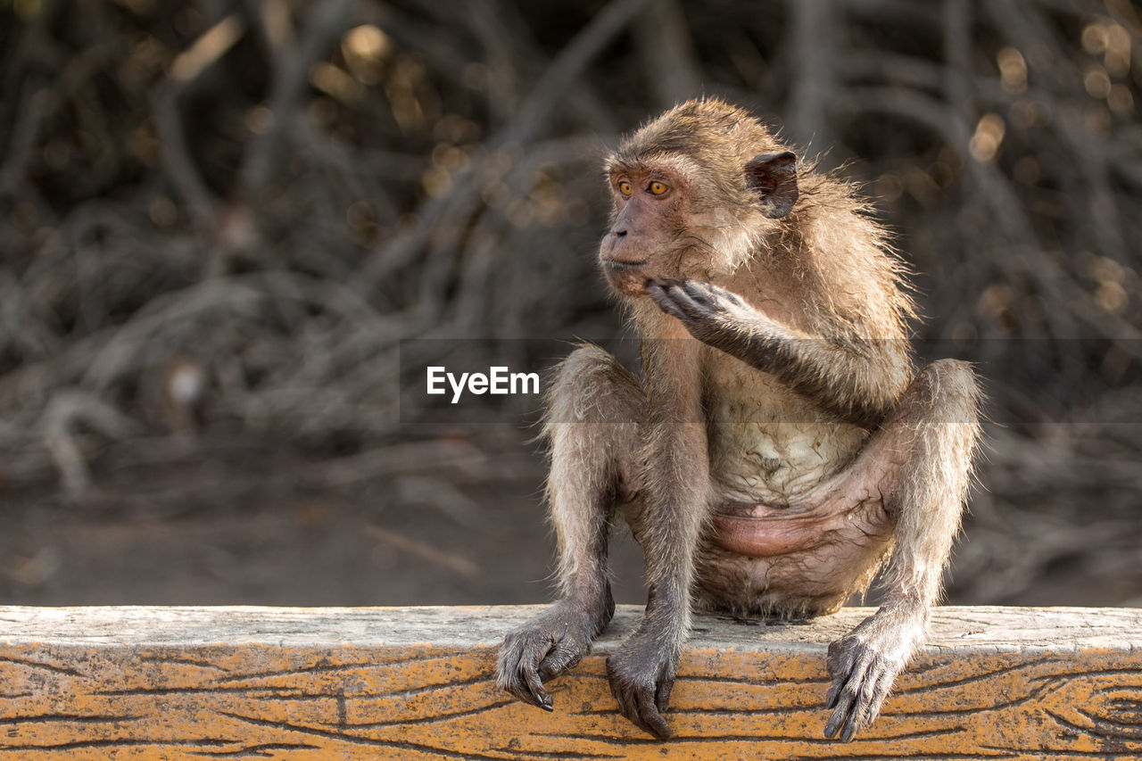 Long-tailed macaque sitting on wooden railing in zoo