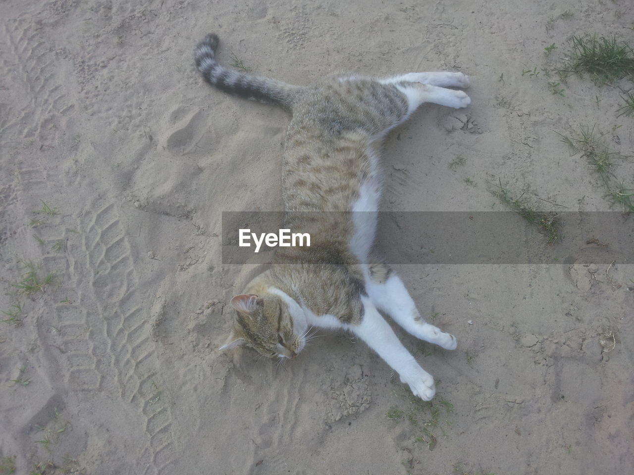 High angle view of cat sleeping on sand