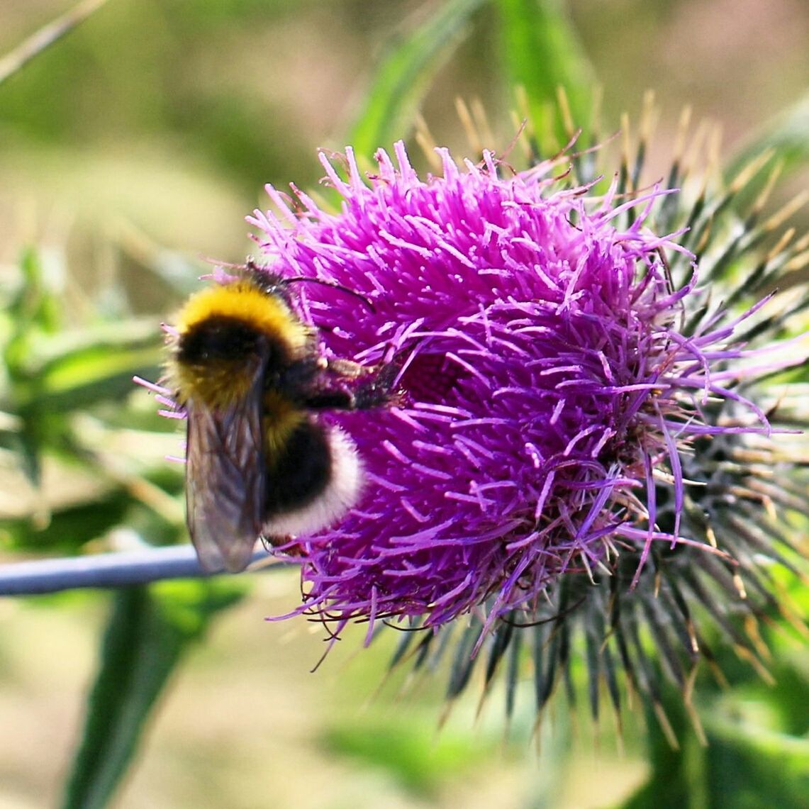 CLOSE-UP OF PURPLE FLOWERS BLOOMING