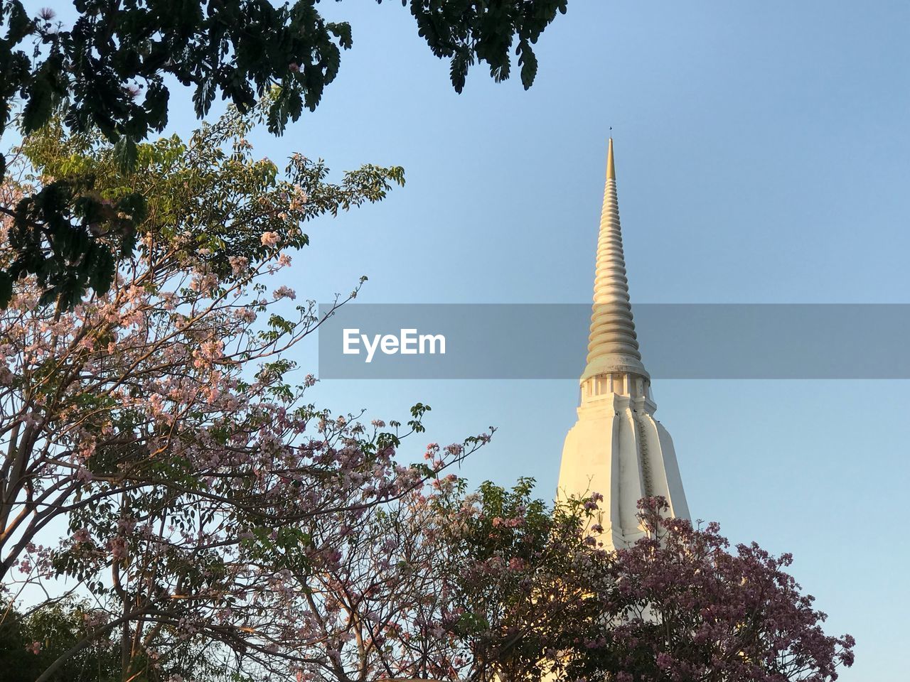 LOW ANGLE VIEW OF TREES AND BUILDING