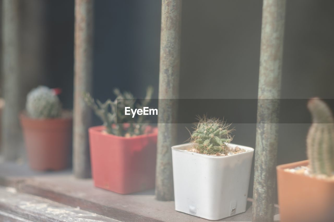 CLOSE-UP OF POTTED CACTUS PLANT