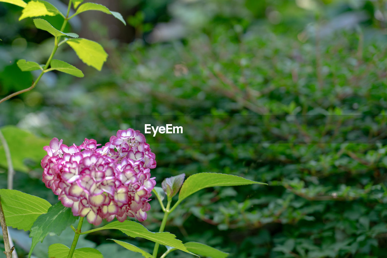 Close-up of pink flowering plant