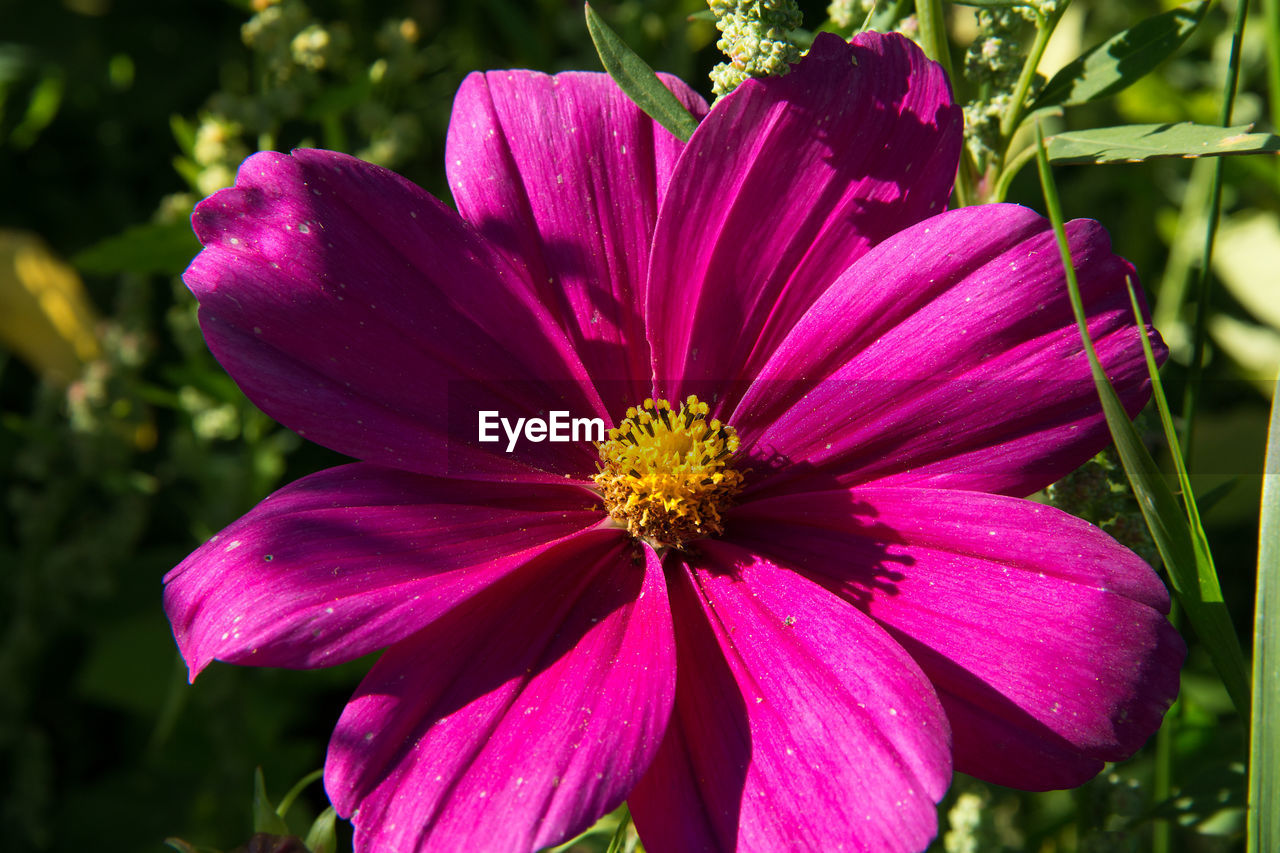 CLOSE-UP OF PURPLE COSMOS FLOWER BLOOMING OUTDOORS