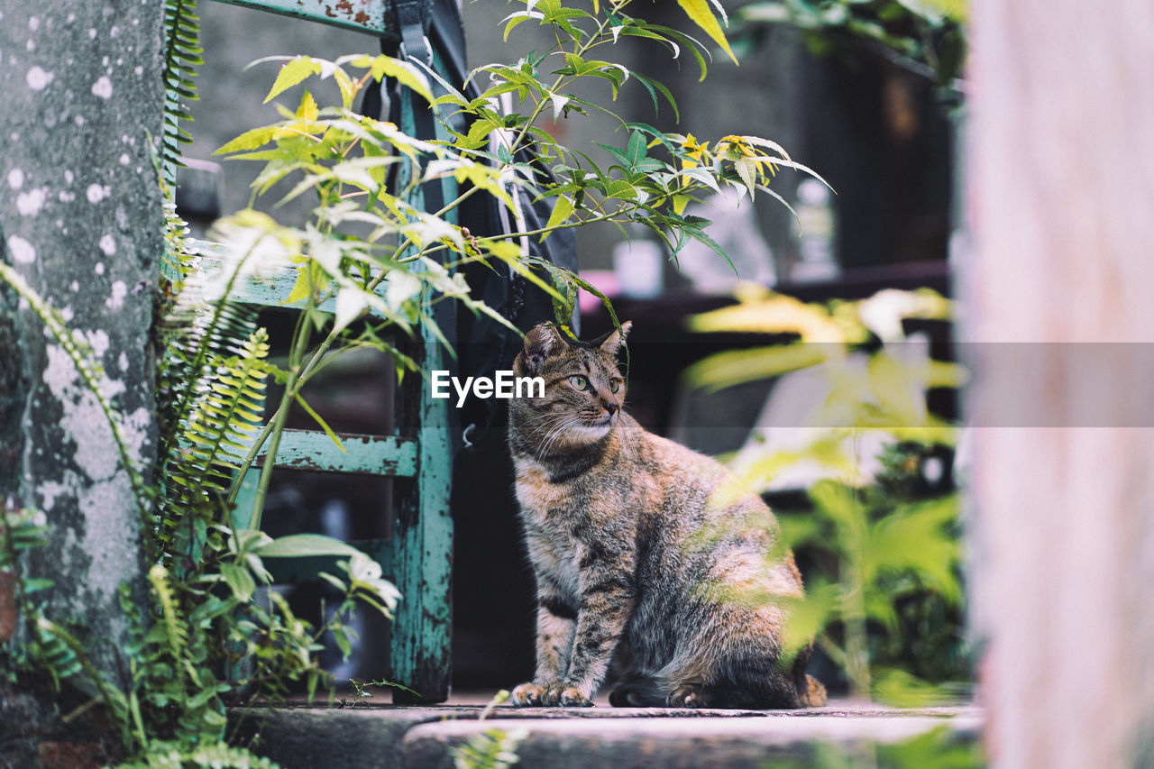 Sitting tiger-spotted cat