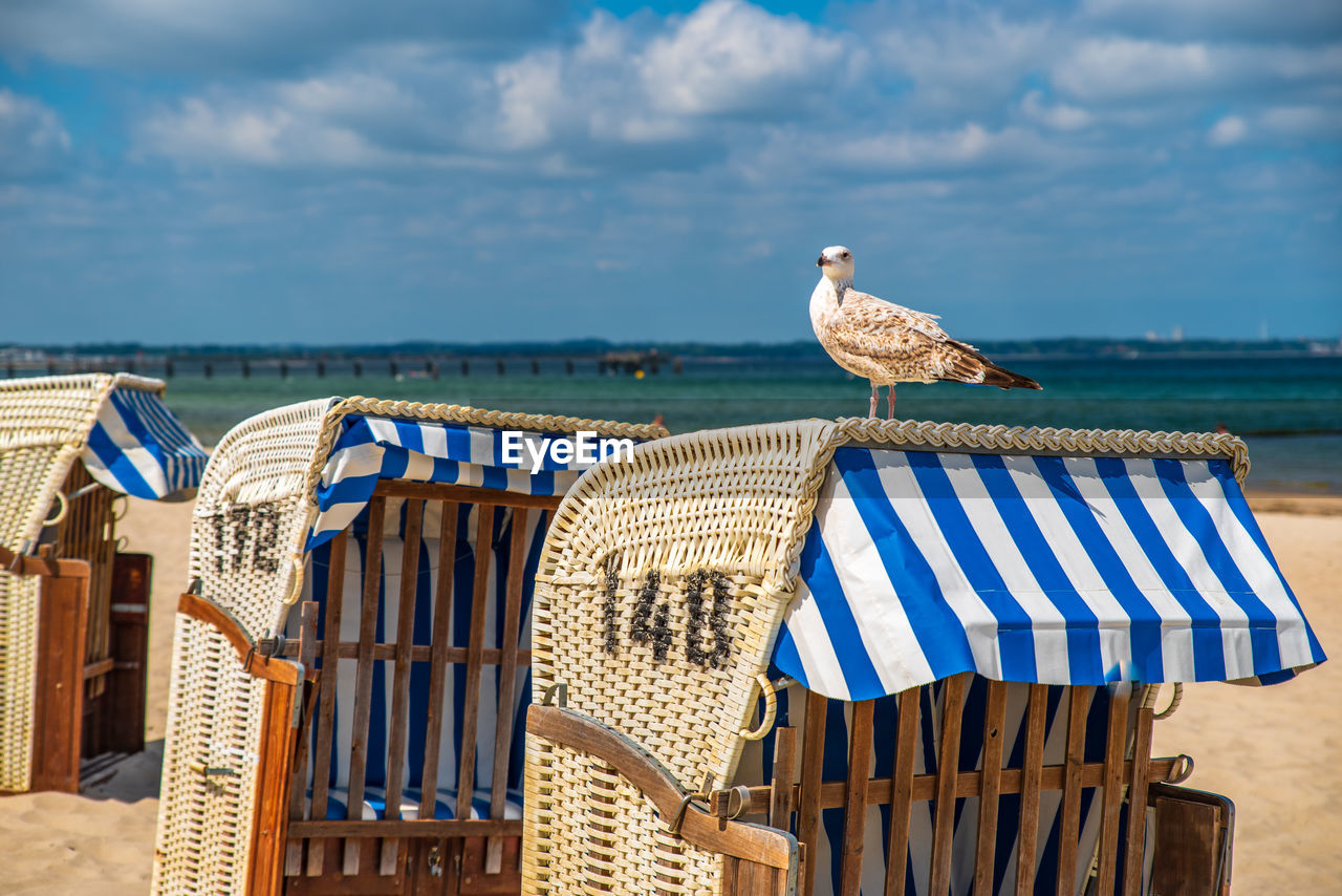 Seagull perching on chair at beach against sky
