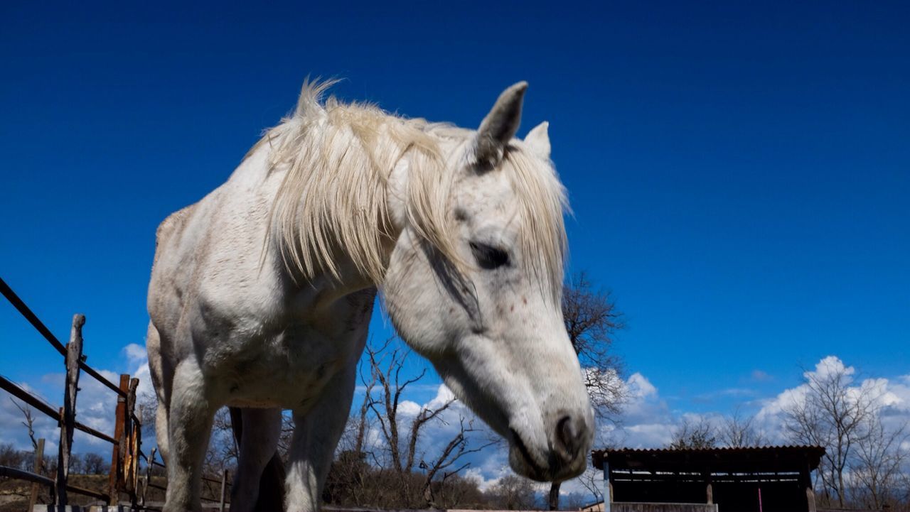 Close-up of a horse against blue sky