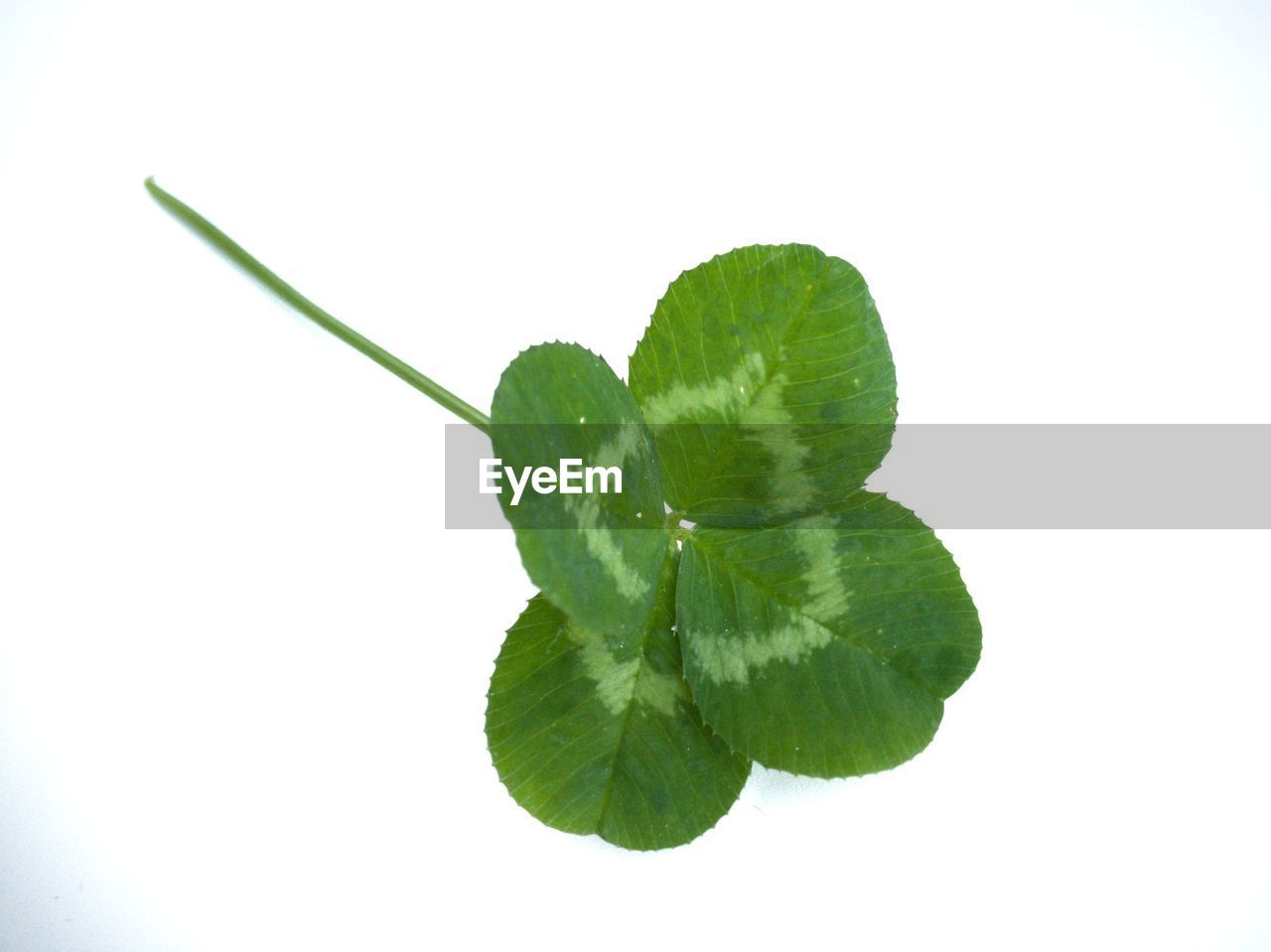 CLOSE-UP OF GREEN LEAVES AGAINST WHITE BACKGROUND