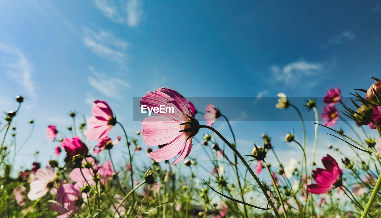 Close-up of pink cosmos flowers against sky