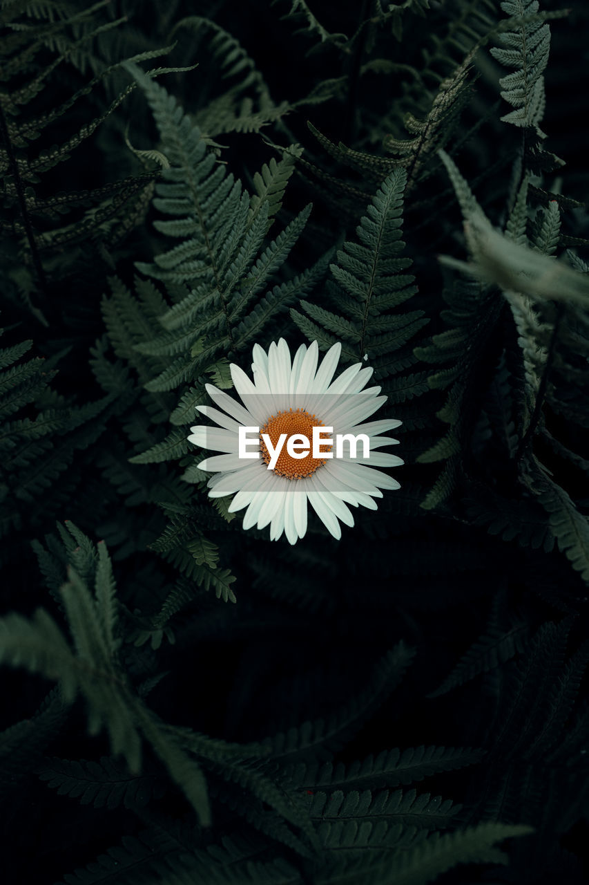 High angle view of white flowering plant