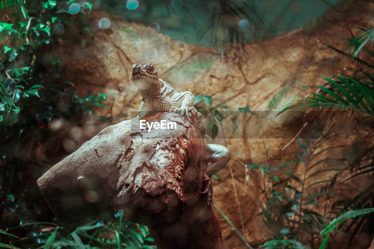 CLOSE-UP OF ANIMAL SKULL IN FOREST