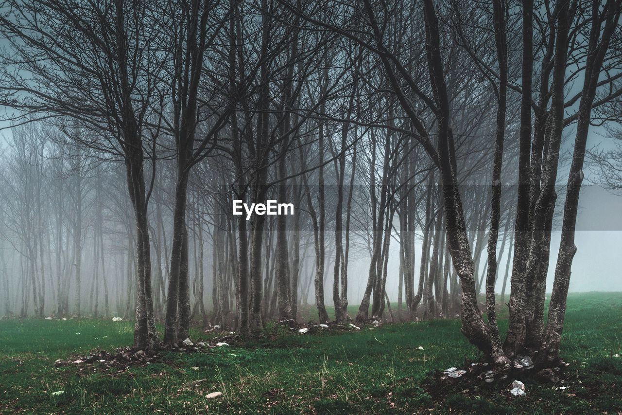 Bare trees in forest