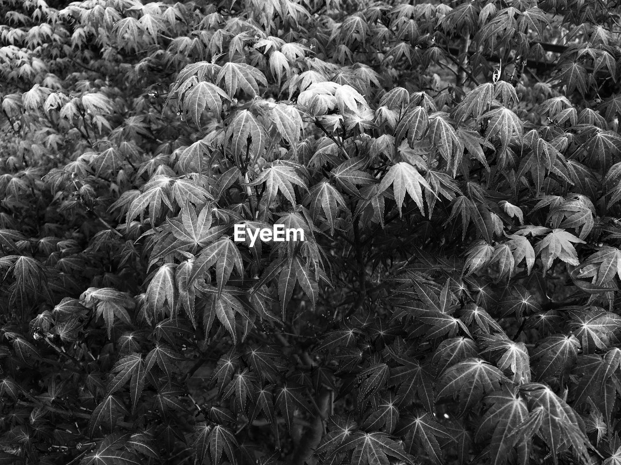 HIGH ANGLE VIEW OF PLANTS GROWING ON FIELD