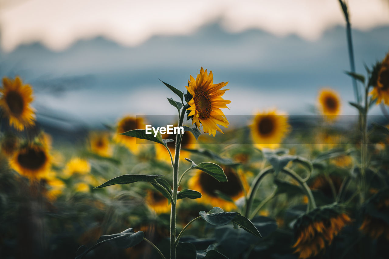 Close-up of sunflowers blooming outdoors