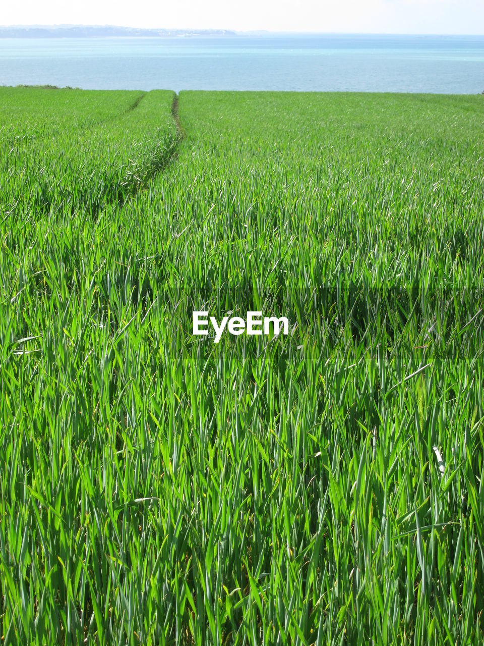 SCENIC VIEW OF AGRICULTURAL FIELD