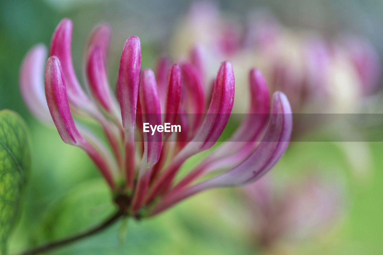 CLOSE-UP OF PINK FLOWERING PLANTS