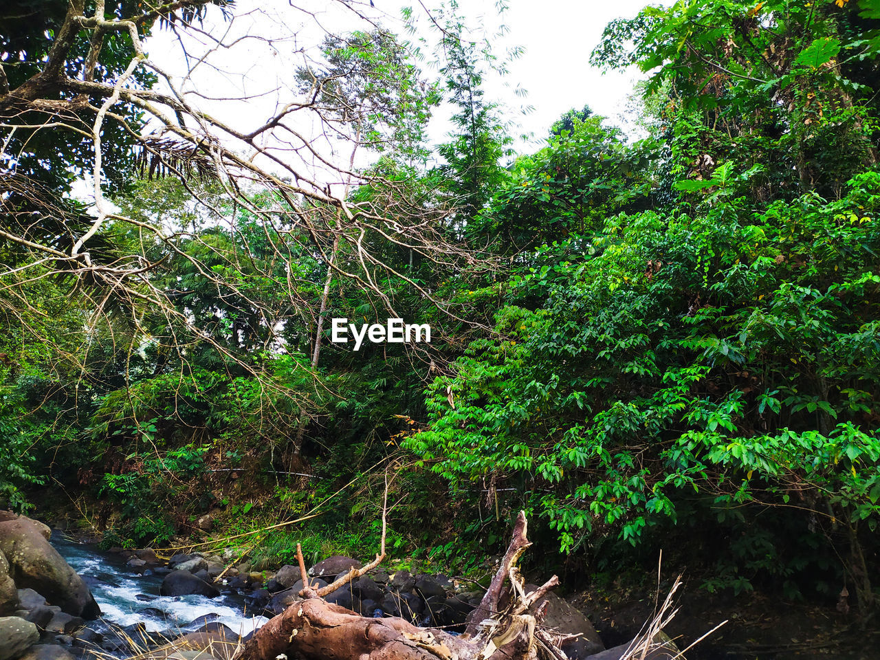 TREES GROWING IN FOREST