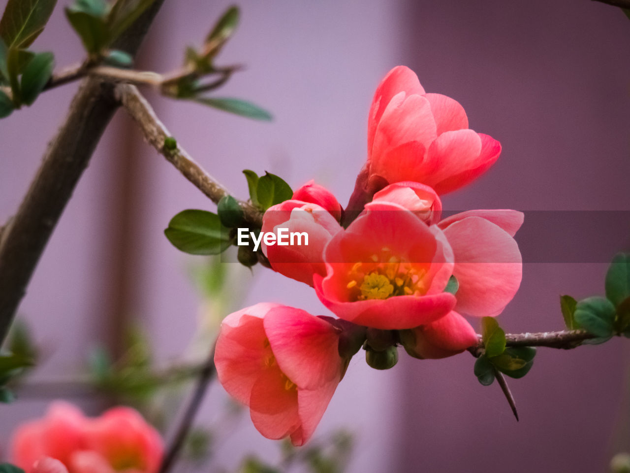 Close up of japanese quince, chaenomeles japonica fresh red flowers blooming.